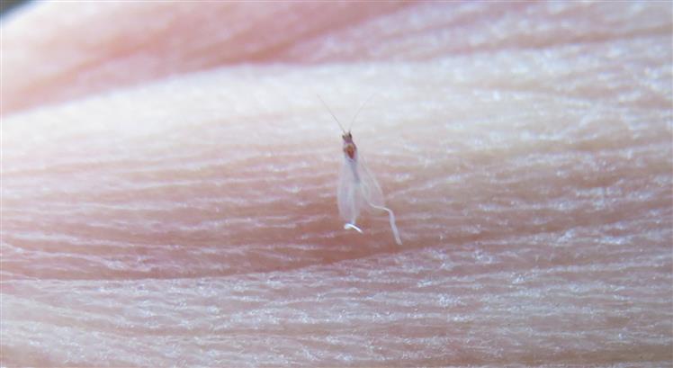 Male ID